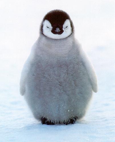 Socken, die Pinguine schützen